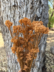 Rice flower - Soft Terracotta Orange
