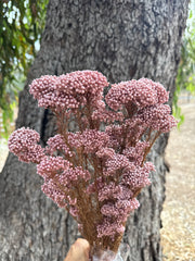 Rice flower -  Dusty Rose Pink