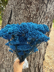 Clearance Rice flower - Blue Velvet