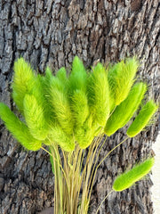Bunny Tails/Pussy Tails - Native Lime Green