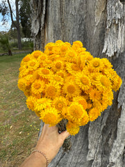 Everlasting Daisies - Golden Waitzia (yellow)