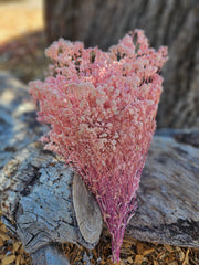 Baby's Breath - Gypsophila Preserved - Pastel Pink Ombre