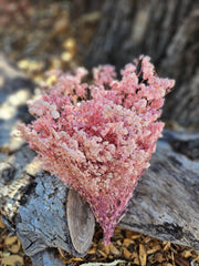 Baby's Breath - Gypsophila Preserved - Pastel Pink Ombre