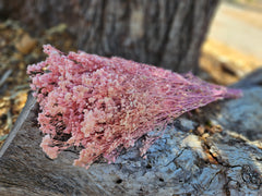 Baby's Breath - Gypsophila Preserved - Pastel Pink Ombre