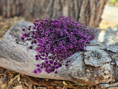 Stirlingia Flower - PRESERVED - Purple Tones