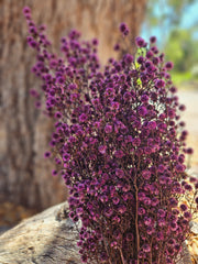 Stirlingia Flower - PRESERVED - Purple Tones