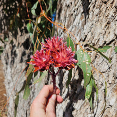 Plumosum - Soft Pink