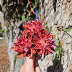 Plumosum - Soft Pink