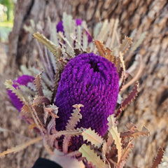Banksia Hookeriana - Plum Purple