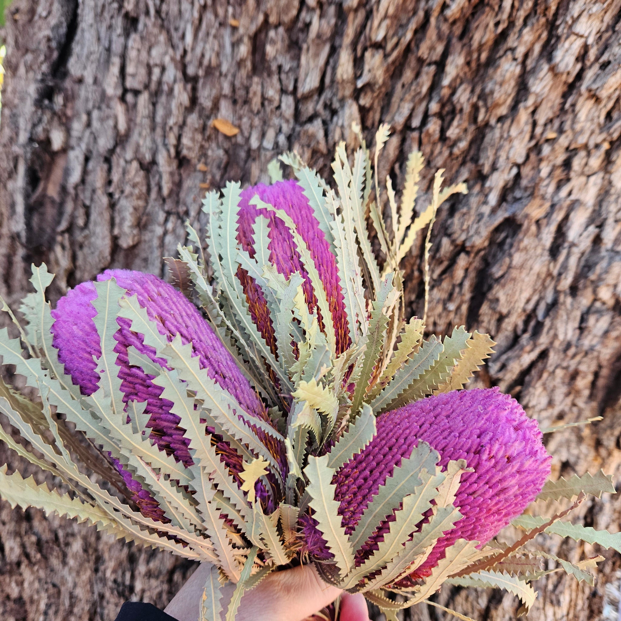 Banksia Hookeriana - Lilac Purple