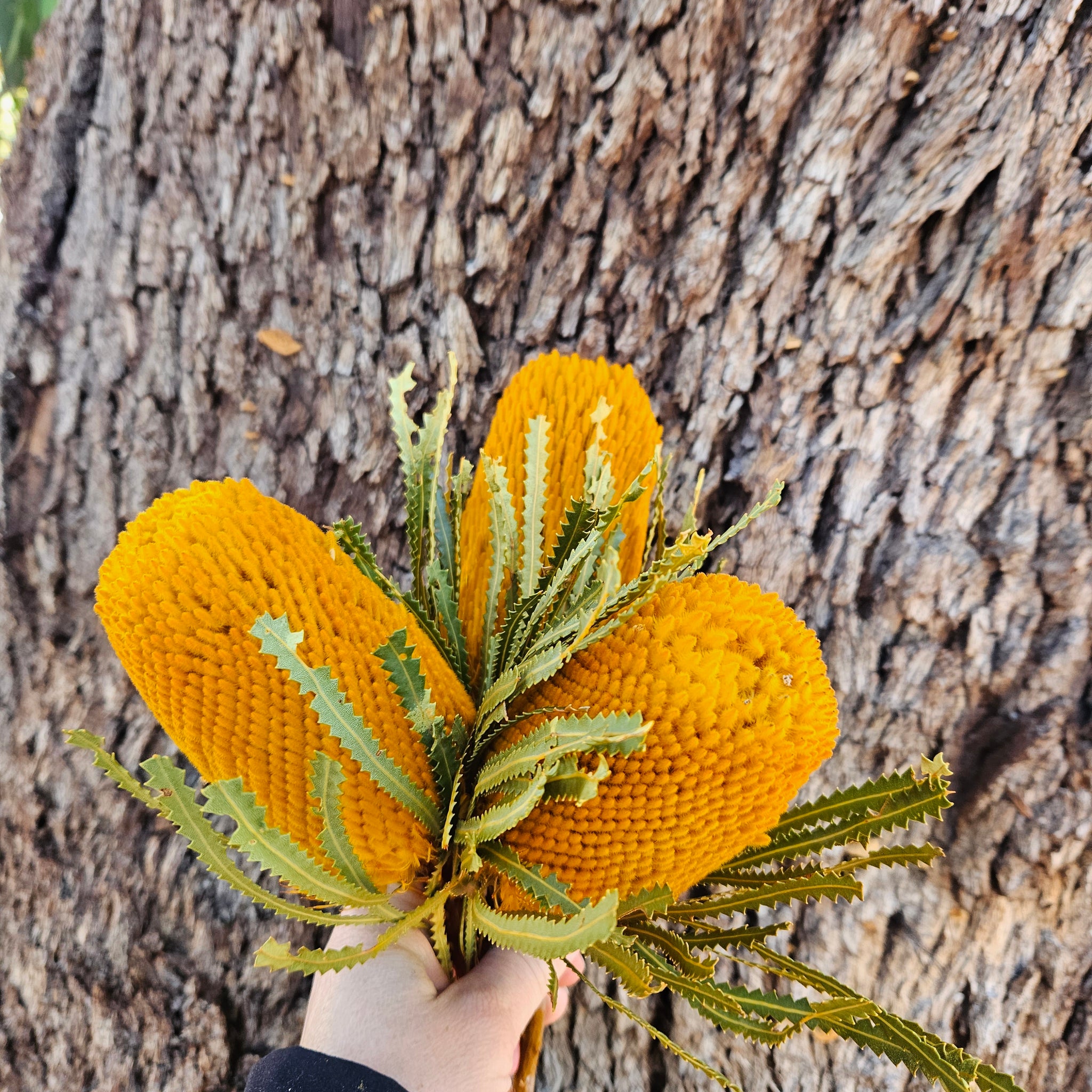 Banksia Hookeriana - Autumn Orange