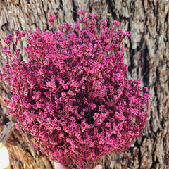 Scholtzia Flower - Preserved - Sweet Pink