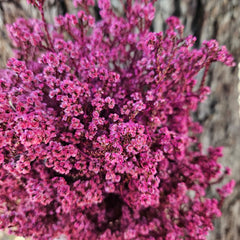Scholtzia Flower - Preserved - Sweet Pink