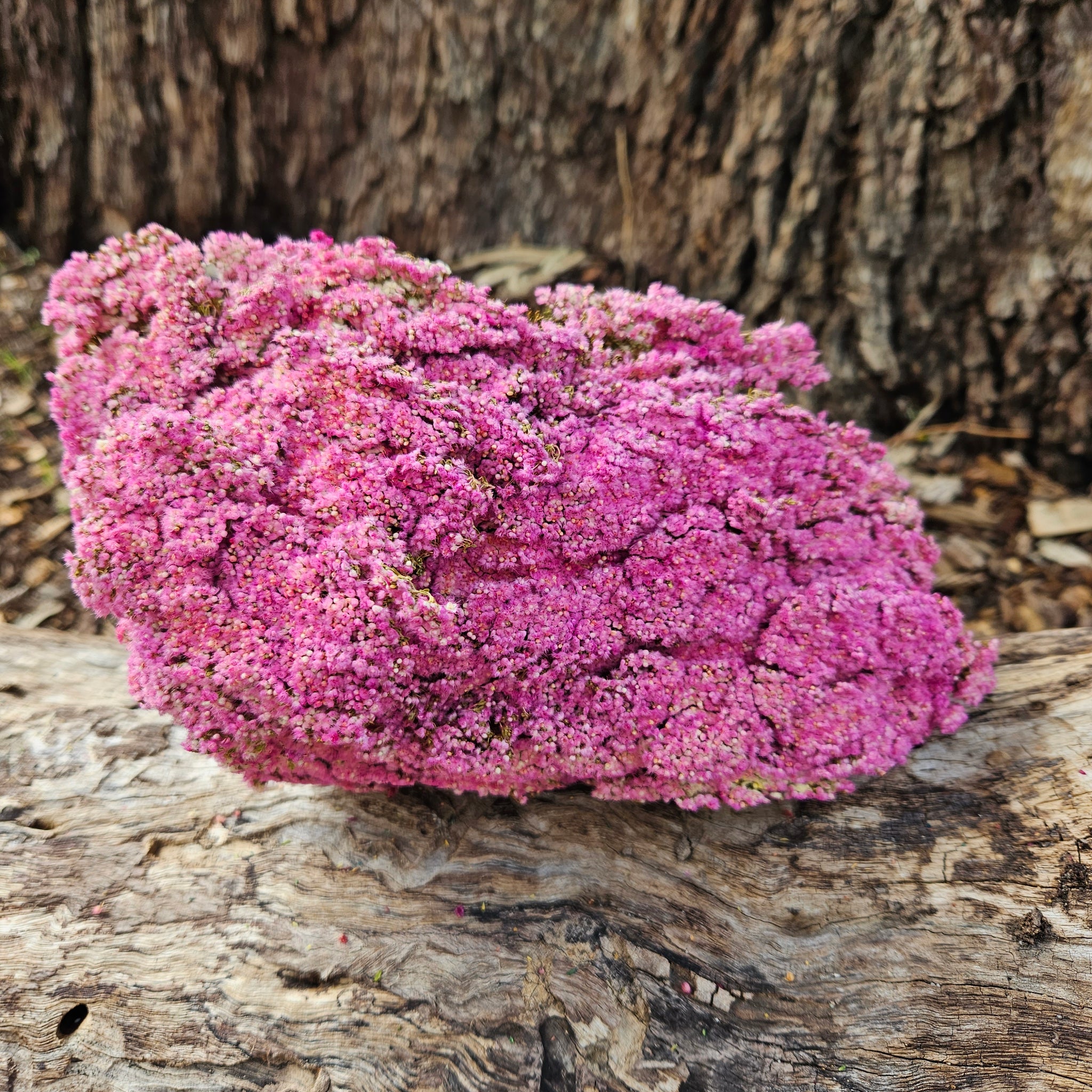 Brownii/Verticordia PRESERVED - Sweet Pink