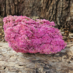 Brownii/Verticordia PRESERVED - Sweet Pink
