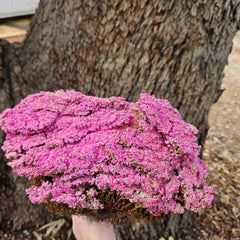 Brownii/Verticordia PRESERVED - Sweet Pink