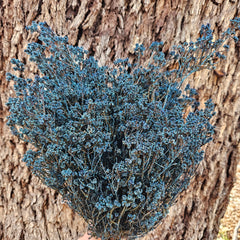 Scholtzia Flower - Preserved - Dusty Blue