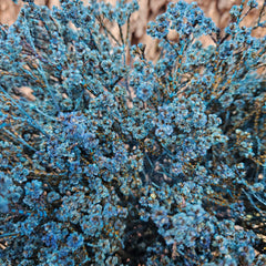 Scholtzia Flower - Preserved - Dusty Blue