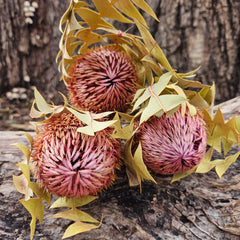 Banksia Baxteri - Pink Pearl