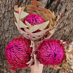 Banksia Baxteri - Hot Pink