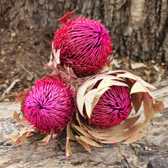 Banksia Baxteri - Hot Pink