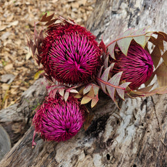 Banksia Baxteri - Hot Pink