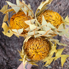 Banksia Baxteri - Soft Orange