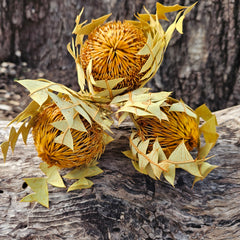 Banksia Baxteri - Soft Orange
