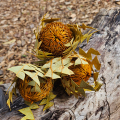 Banksia Baxteri - Soft Orange