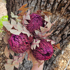 Banksia Baxteri - Plum Purple
