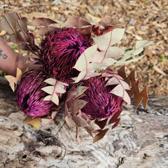 Banksia Baxteri - Plum Purple