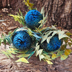 Banksia Baxteri - Blue tones