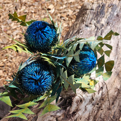 Banksia Baxteri - Blue tones