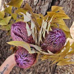 Banksia Baxteri - Purple Tones