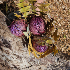 Banksia Baxteri - Purple Tones