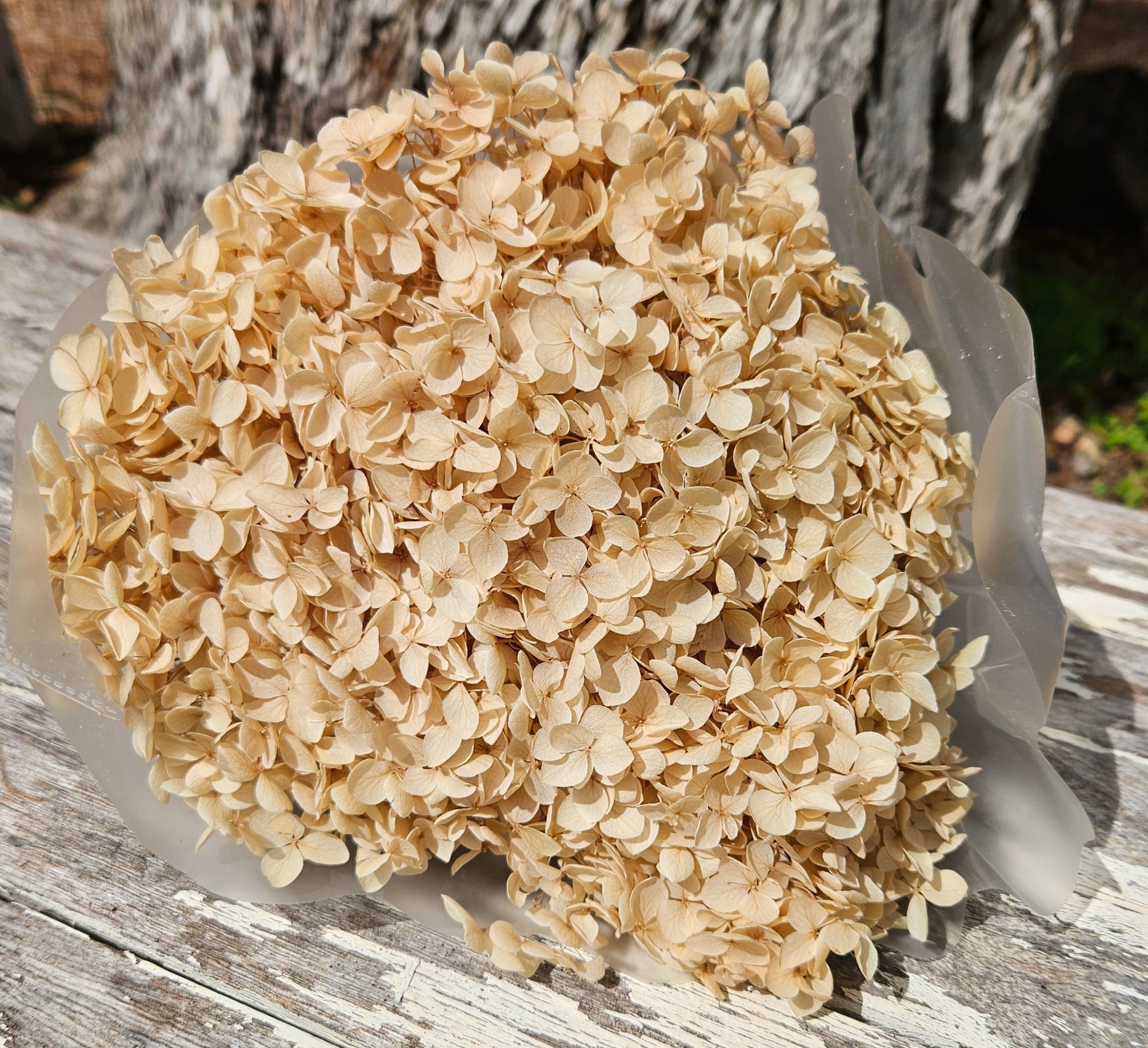 Hydrangea -  Creamy Nude Beige Tones