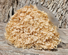 Hydrangea -  Creamy Nude Beige Tones