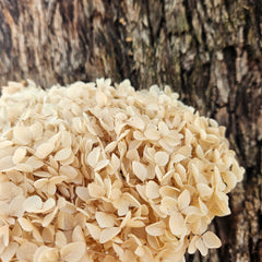 Hydrangea -  Creamy Nude Beige Tones