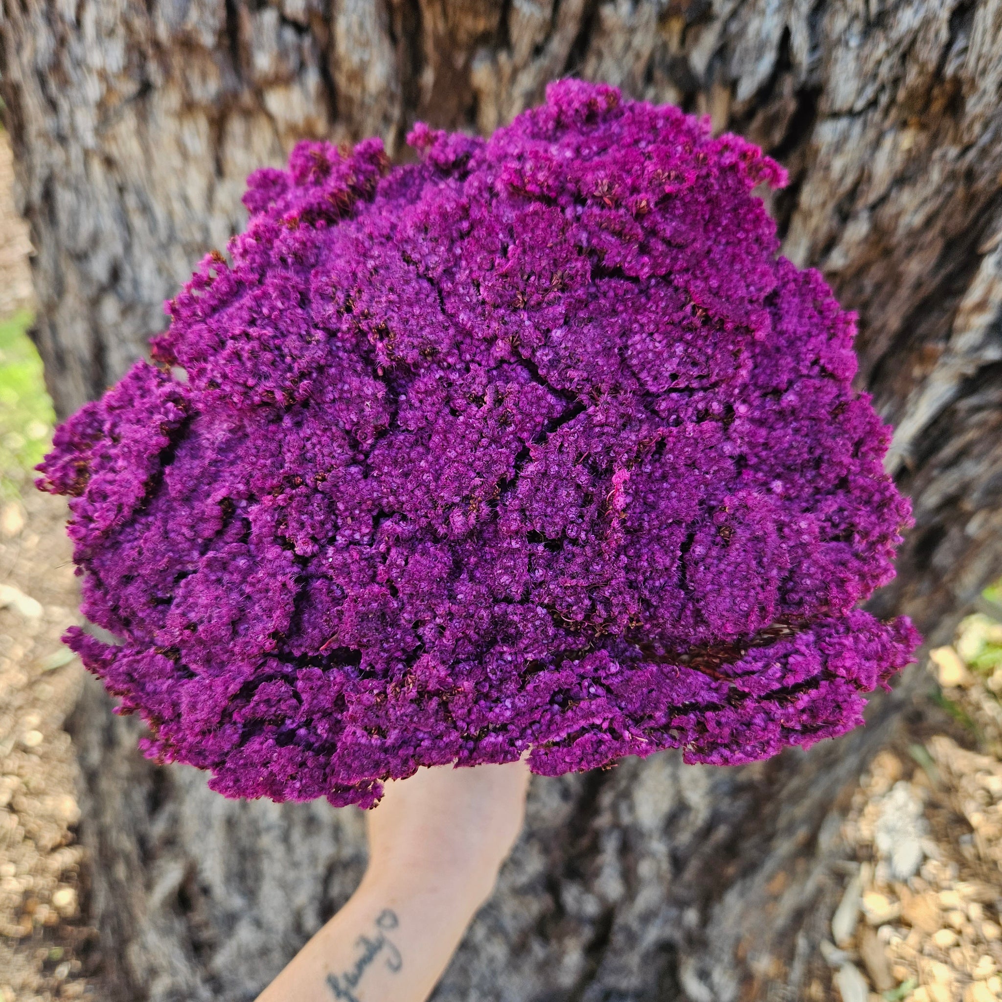 Brownii/Verticordia Dried - Deep Magenta Pinky\Purple tones
