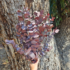 Gum - Eucalyptus -Preserved - Dusty Wine Red - New Season