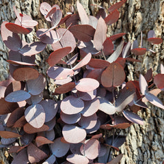 Gum - Eucalyptus -Preserved - Dusty Wine Red - New Season