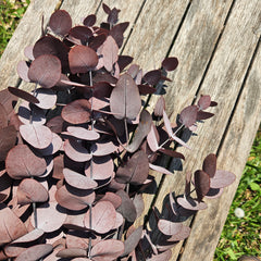 Gum - Eucalyptus -Preserved - Dusty Wine Red - New Season