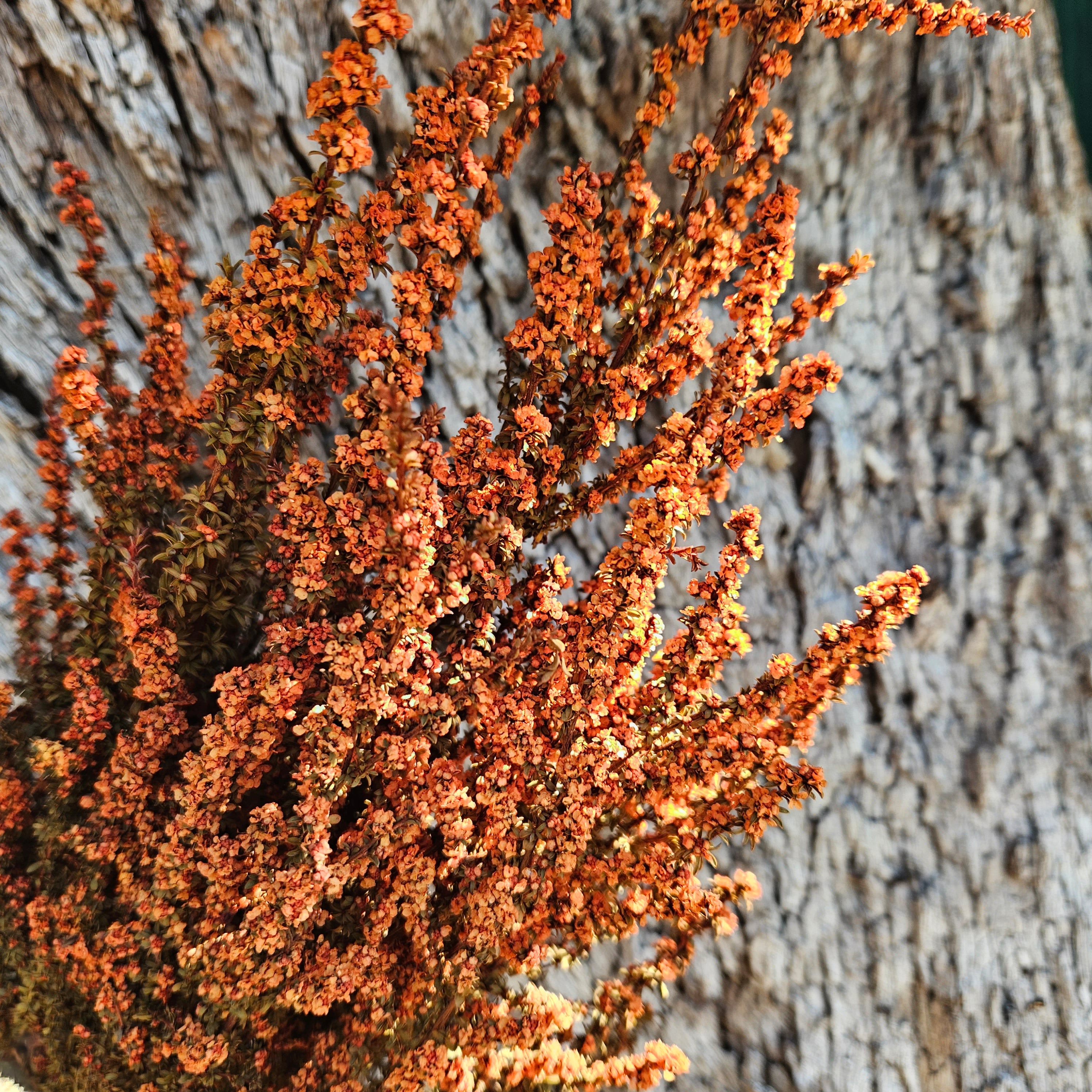 Tea Tree - Autumn Orange Tones – The Green Shed