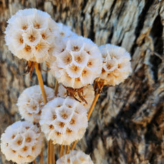 Scabiosia - Antique White