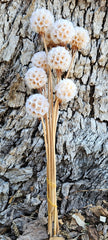 Scabiosia - Antique White