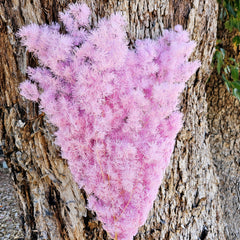 Ming Fern - Pastel Pink