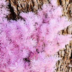 Ming Fern - Pastel Pink