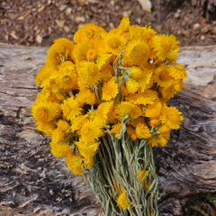 Everlasting Daisies - Golden Waitzia (yellow)