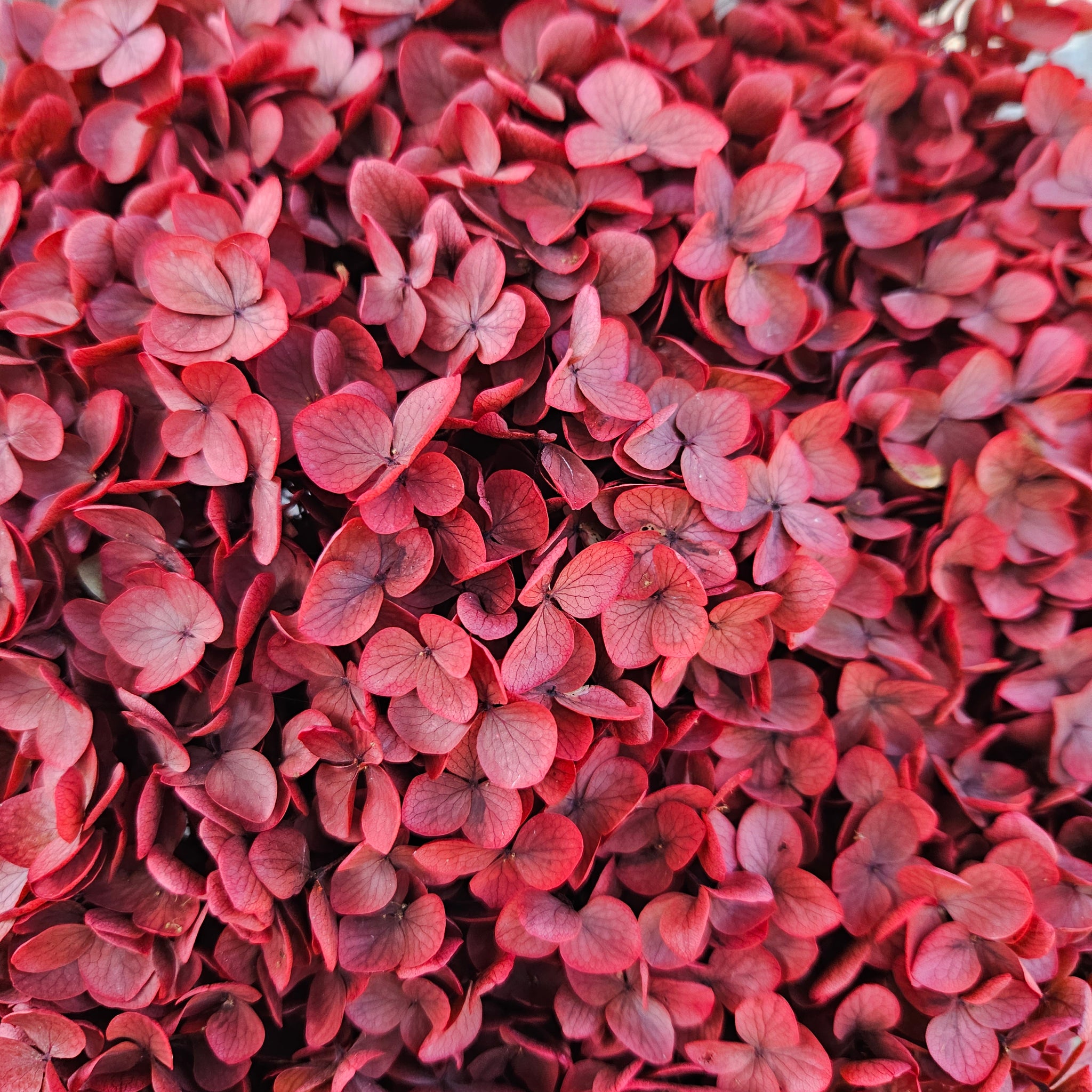 Hydrangea - Burnt Rose Red/Burgundy
