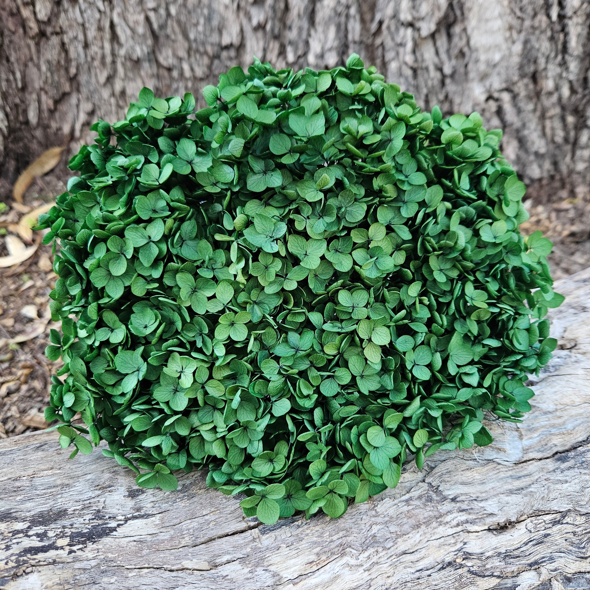 Hydrangea -  Deep Forest Green